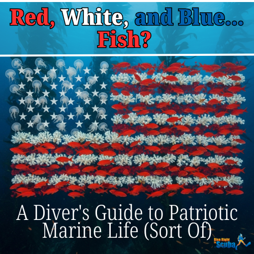 A school of fish in the shape of an american flag