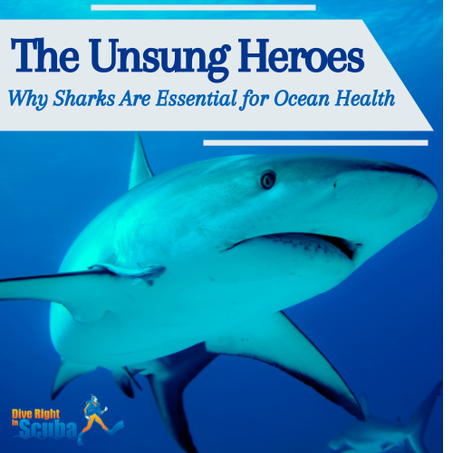 A shark swimming majestically in the water.