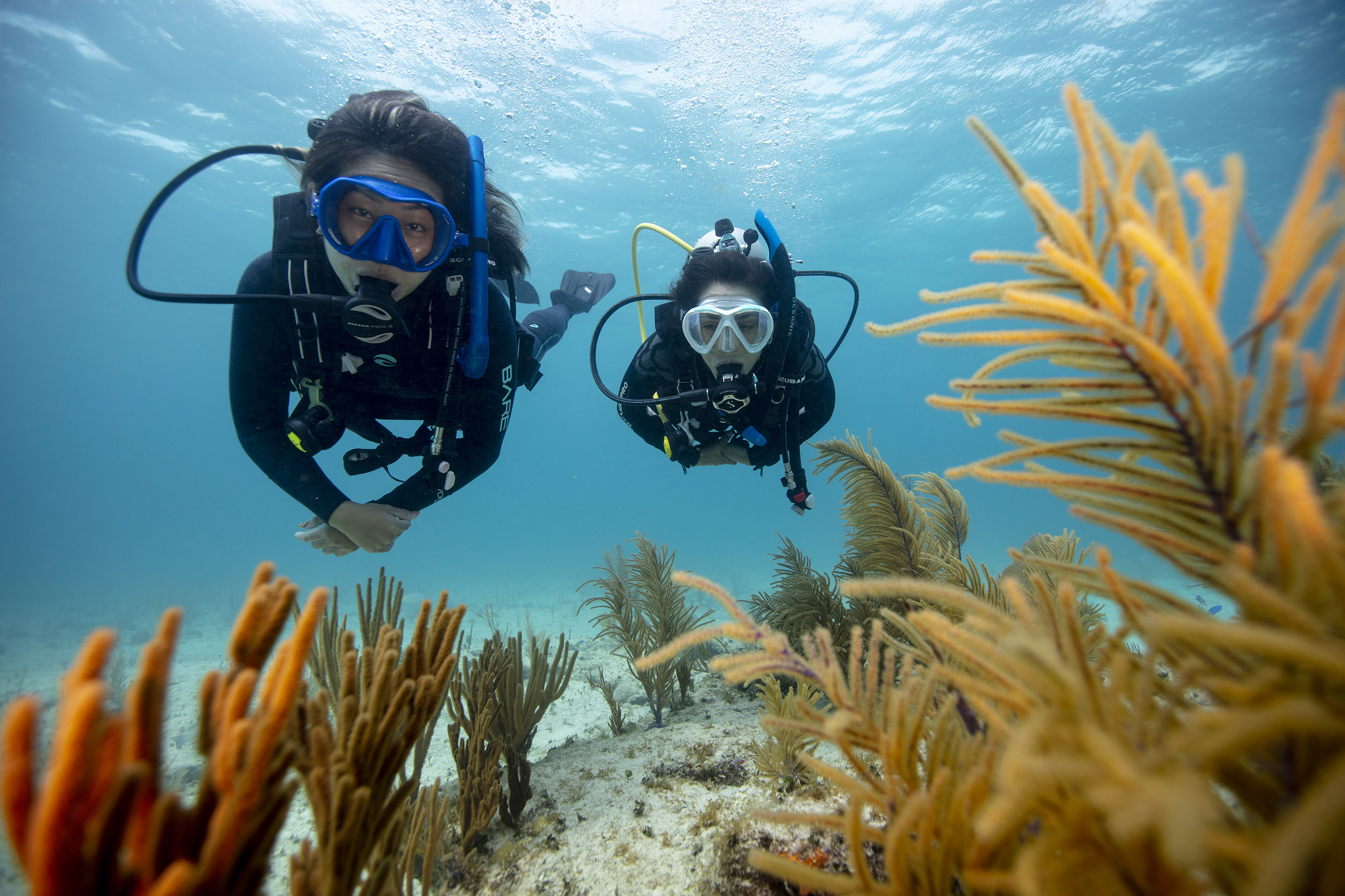 Try Scuba Diving