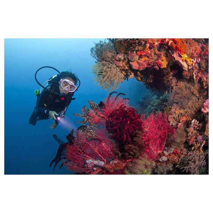 2026 Philippines Magic Oceans Dive Resort Trip