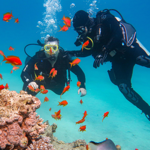 Two divers underwater surrounded by fish