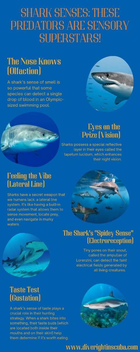 Shark senses infographic