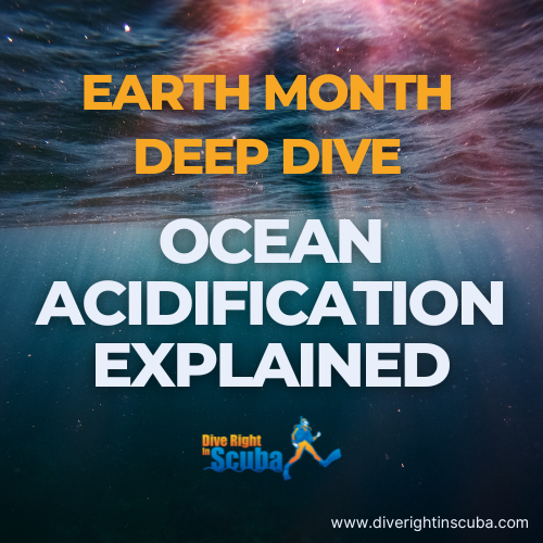 Ocean Acidification Explained