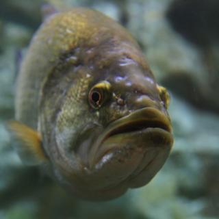 A largemouth bass underwater