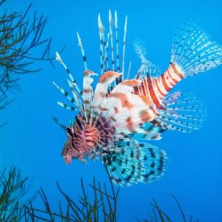 A lionfish swimming in clear blue water