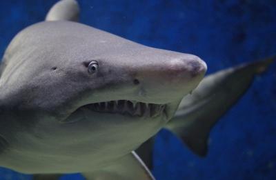 A closeup of a shark