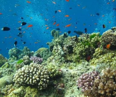 Underwater ocean view with fish and coral