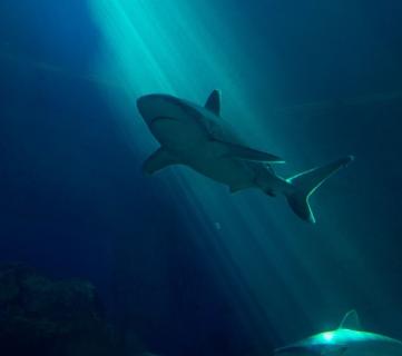 A shark being illuminated by light from the surface.