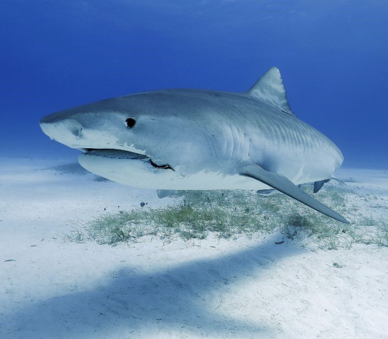 A single shark swimming