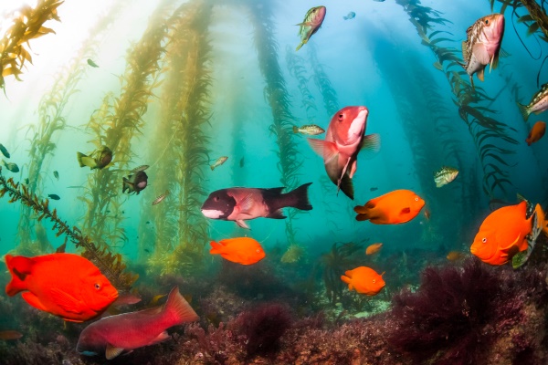 A school of fish underwater