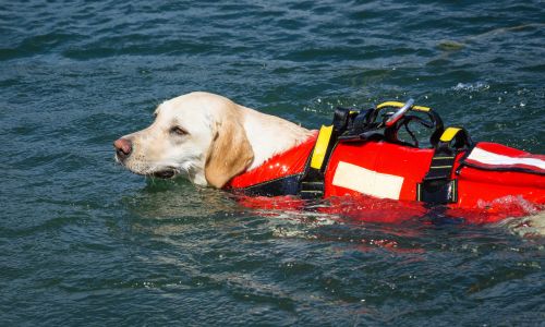 A dog in the water wearing a water rescue vest.