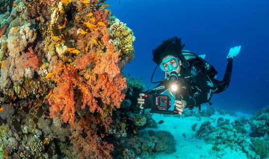 A diver taking a photo of coral using a camera encased in housing.