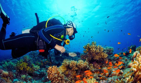 A scuba diver near a large reef surrounded by different types of fish