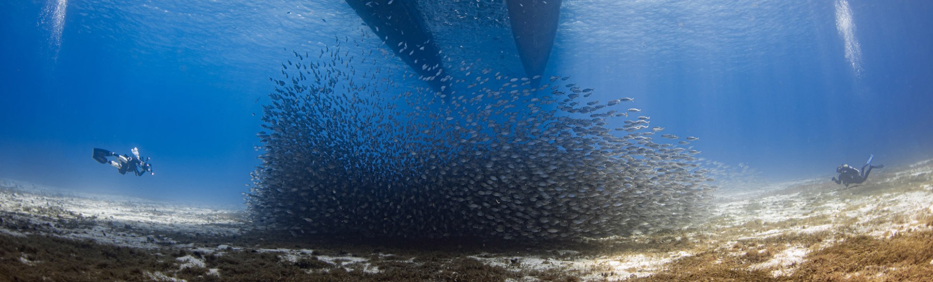 Local Events At Dive Right In Scuba